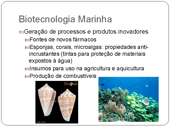 Biotecnologia Marinha Geração de processos e produtos inovadores Fontes de novos fármacos Esponjas, corais,