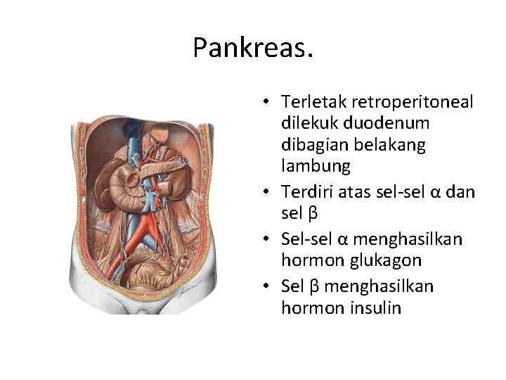 Pankreas. • Terletak retroperitoneal dilekuk duodenum dibagian belakang lambung • Terdiri atas sel-sel α