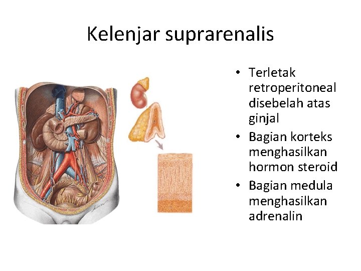 Kelenjar suprarenalis • Terletak retroperitoneal disebelah atas ginjal • Bagian korteks menghasilkan hormon steroid