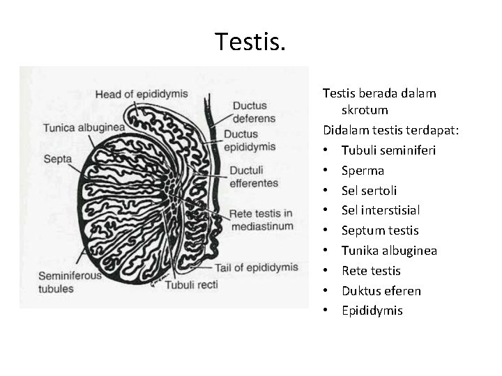 Testis berada dalam skrotum Didalam testis terdapat: • Tubuli seminiferi • Sperma • Sel