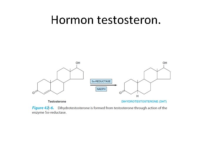 Hormon testosteron. 