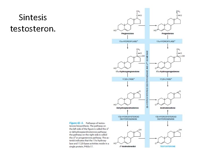 Sintesis testosteron. 