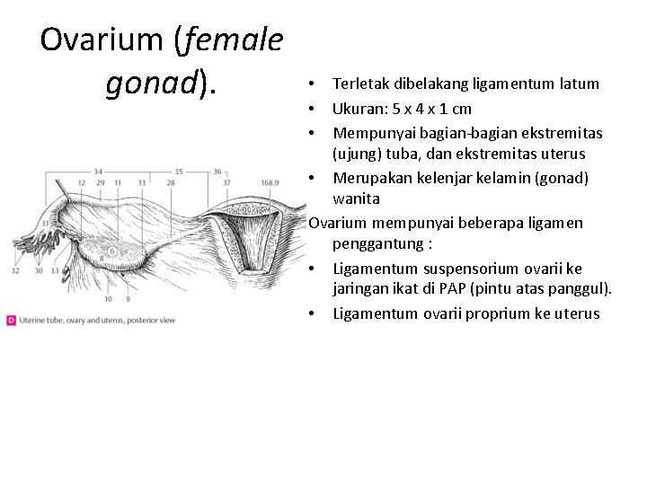 Ovarium (female gonad). Terletak dibelakang ligamentum latum Ukuran: 5 x 4 x 1 cm