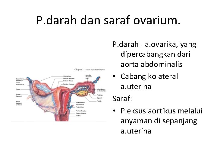 P. darah dan saraf ovarium. P. darah : a. ovarika, yang dipercabangkan dari aorta