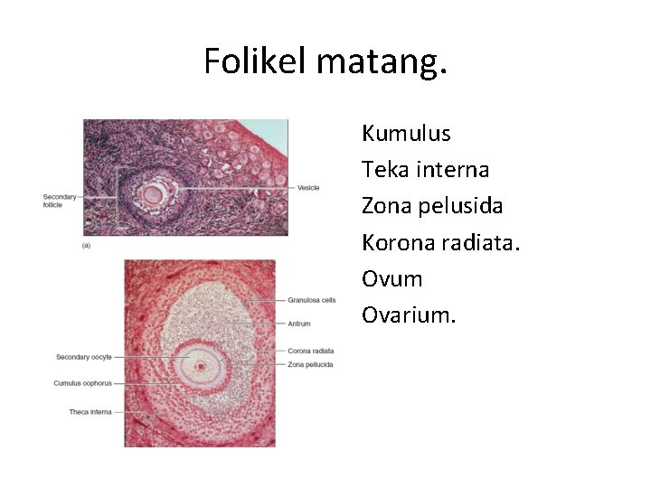 Folikel matang. • • • Kumulus Teka interna Zona pelusida Korona radiata. Ovum Ovarium.