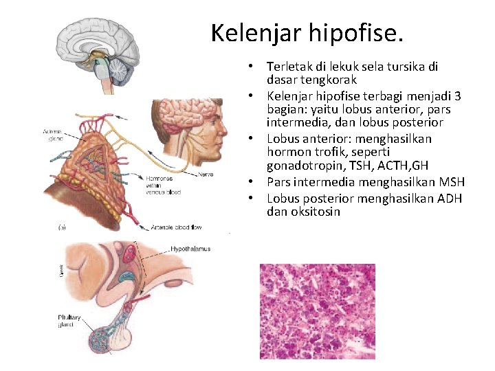 Kelenjar hipofise. • Terletak di lekuk sela tursika di dasar tengkorak • Kelenjar hipofise