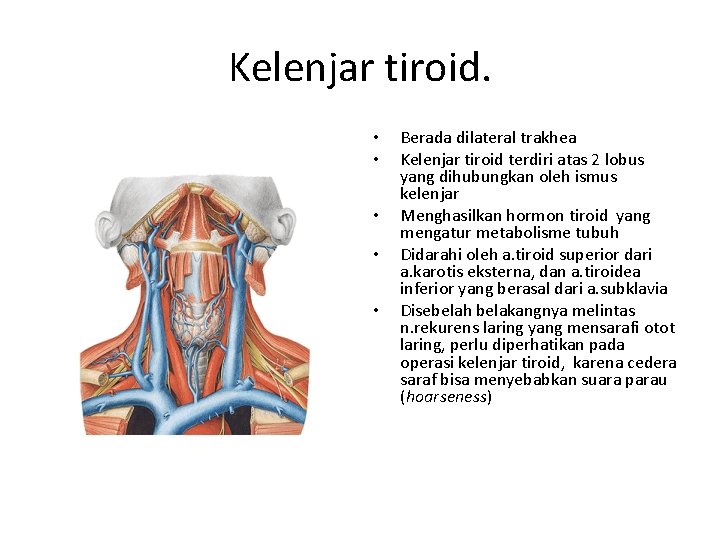 Kelenjar tiroid. • • • Berada dilateral trakhea Kelenjar tiroid terdiri atas 2 lobus