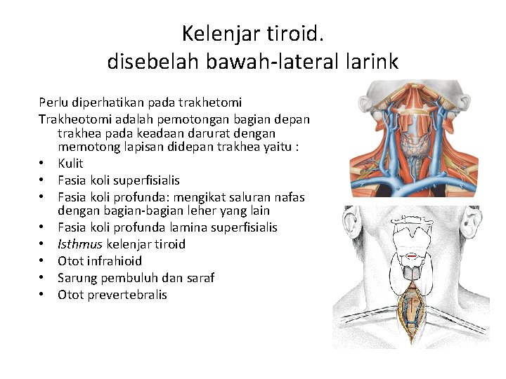 Kelenjar tiroid. disebelah bawah-lateral larink Perlu diperhatikan pada trakhetomi Trakheotomi adalah pemotongan bagian depan