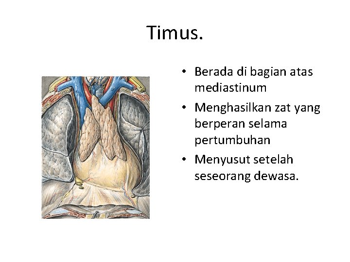 Timus. • Berada di bagian atas mediastinum • Menghasilkan zat yang berperan selama pertumbuhan