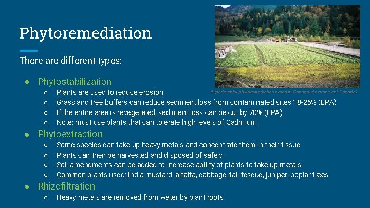 Phytoremediation There are different types: ● Phytostabilization ○ ○ Experimental phytoremediation crops in Canada