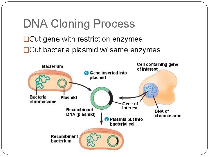 DNA Cloning Process �Cut gene with restriction enzymes �Cut bacteria plasmid w/ same enzymes