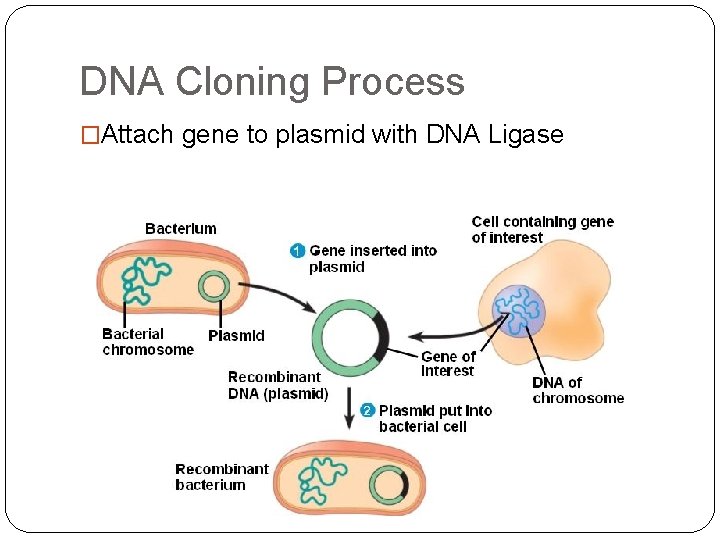 DNA Cloning Process �Attach gene to plasmid with DNA Ligase 