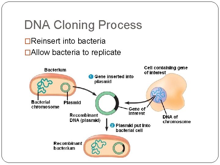 DNA Cloning Process �Reinsert into bacteria �Allow bacteria to replicate 