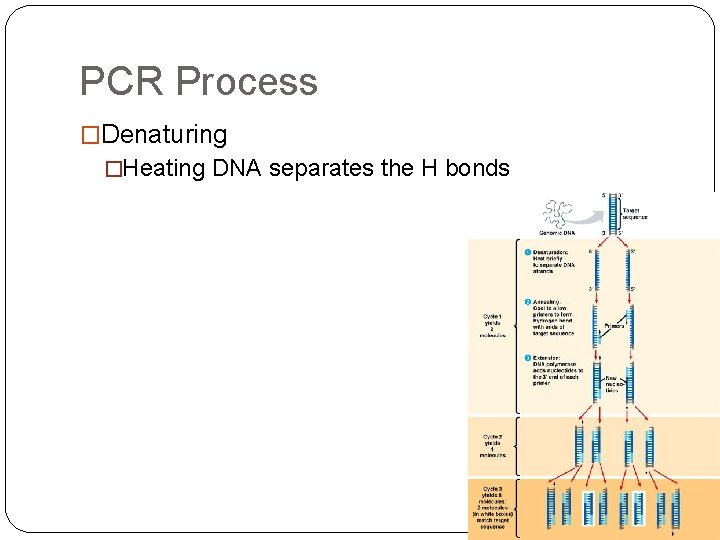 PCR Process �Denaturing �Heating DNA separates the H bonds 