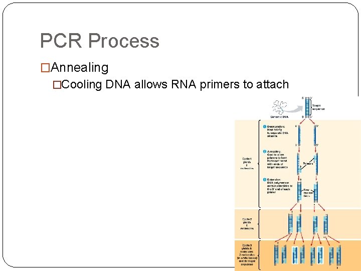 PCR Process �Annealing �Cooling DNA allows RNA primers to attach 