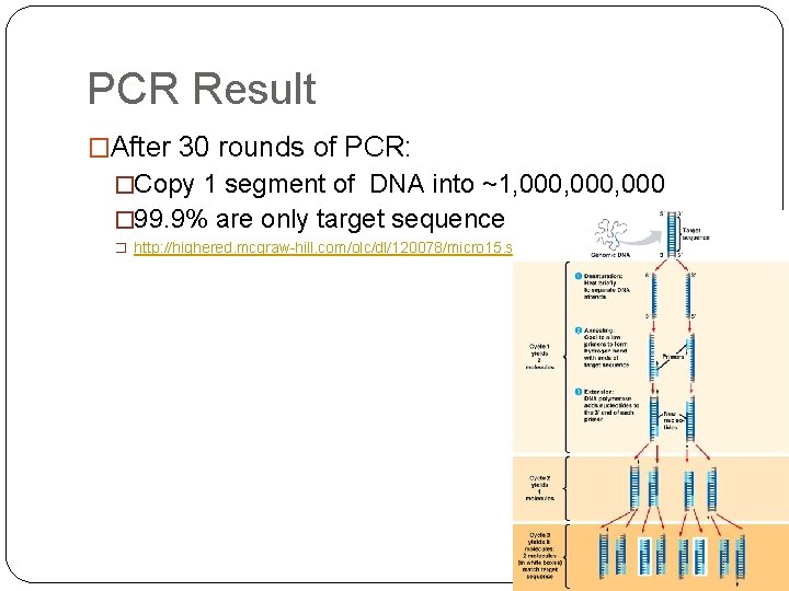 PCR Result �After 30 rounds of PCR: �Copy 1 segment of DNA into ~1,