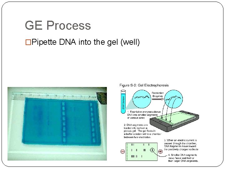 GE Process �Pipette DNA into the gel (well) 