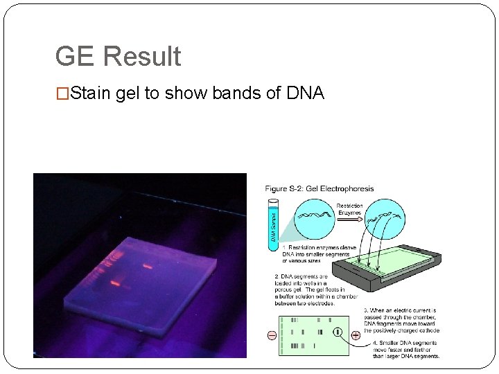 GE Result �Stain gel to show bands of DNA 