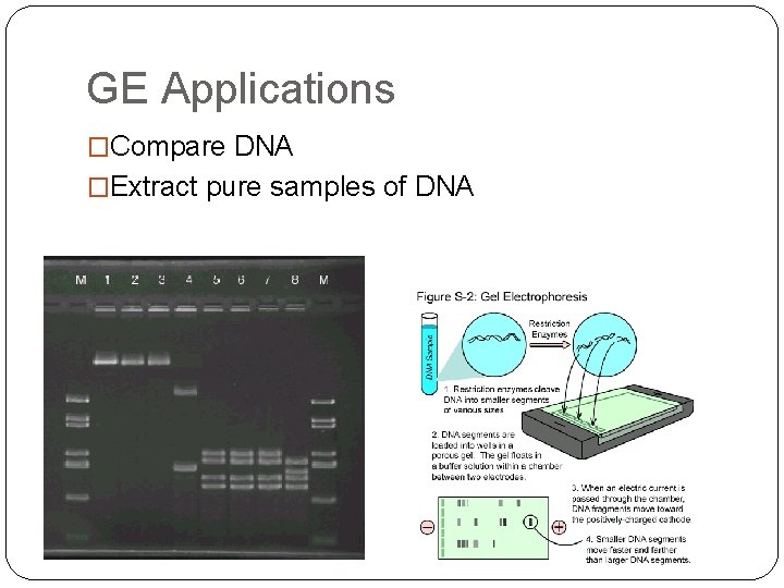 GE Applications �Compare DNA �Extract pure samples of DNA 