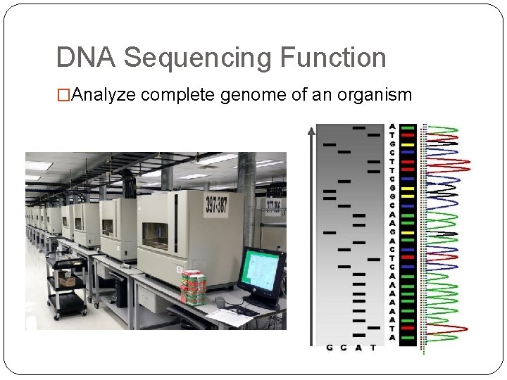 DNA Sequencing Function �Analyze complete genome of an organism 