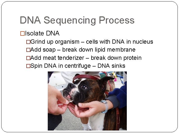 DNA Sequencing Process �Isolate DNA �Grind up organism – cells with DNA in nucleus