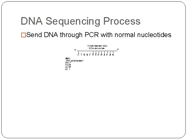 DNA Sequencing Process �Send DNA through PCR with normal nucleotides 