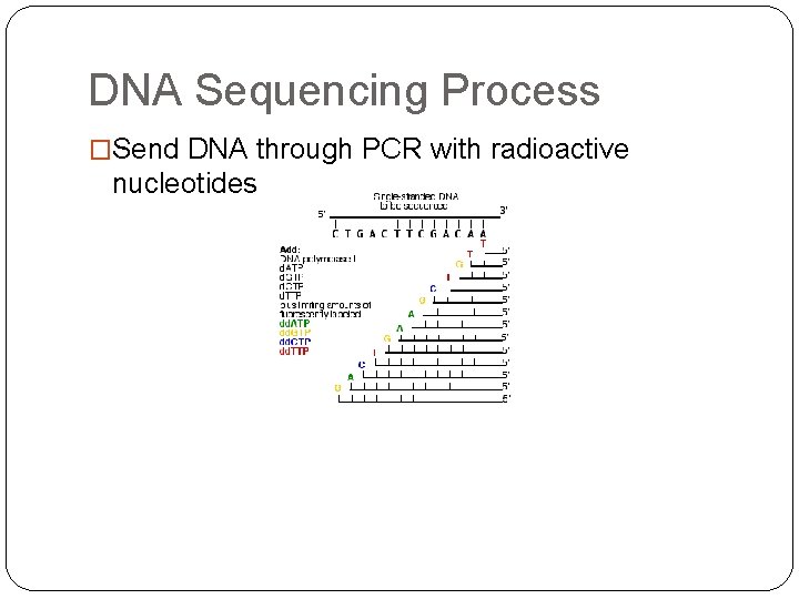 DNA Sequencing Process �Send DNA through PCR with radioactive nucleotides 