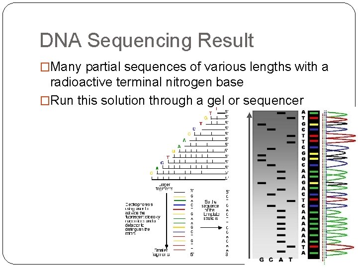 DNA Sequencing Result �Many partial sequences of various lengths with a radioactive terminal nitrogen