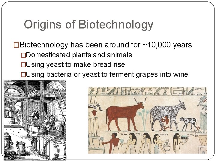 Origins of Biotechnology �Biotechnology has been around for ~10, 000 years �Domesticated plants and