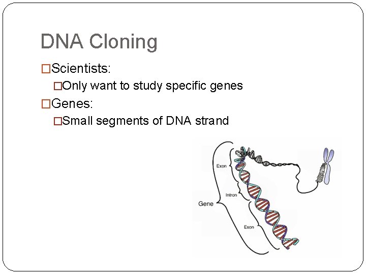 DNA Cloning �Scientists: �Only want to study specific genes �Genes: �Small segments of DNA
