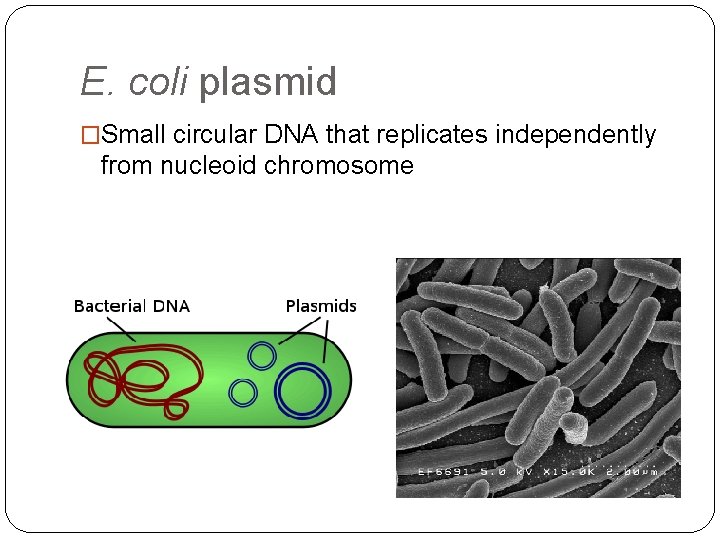 E. coli plasmid �Small circular DNA that replicates independently from nucleoid chromosome 