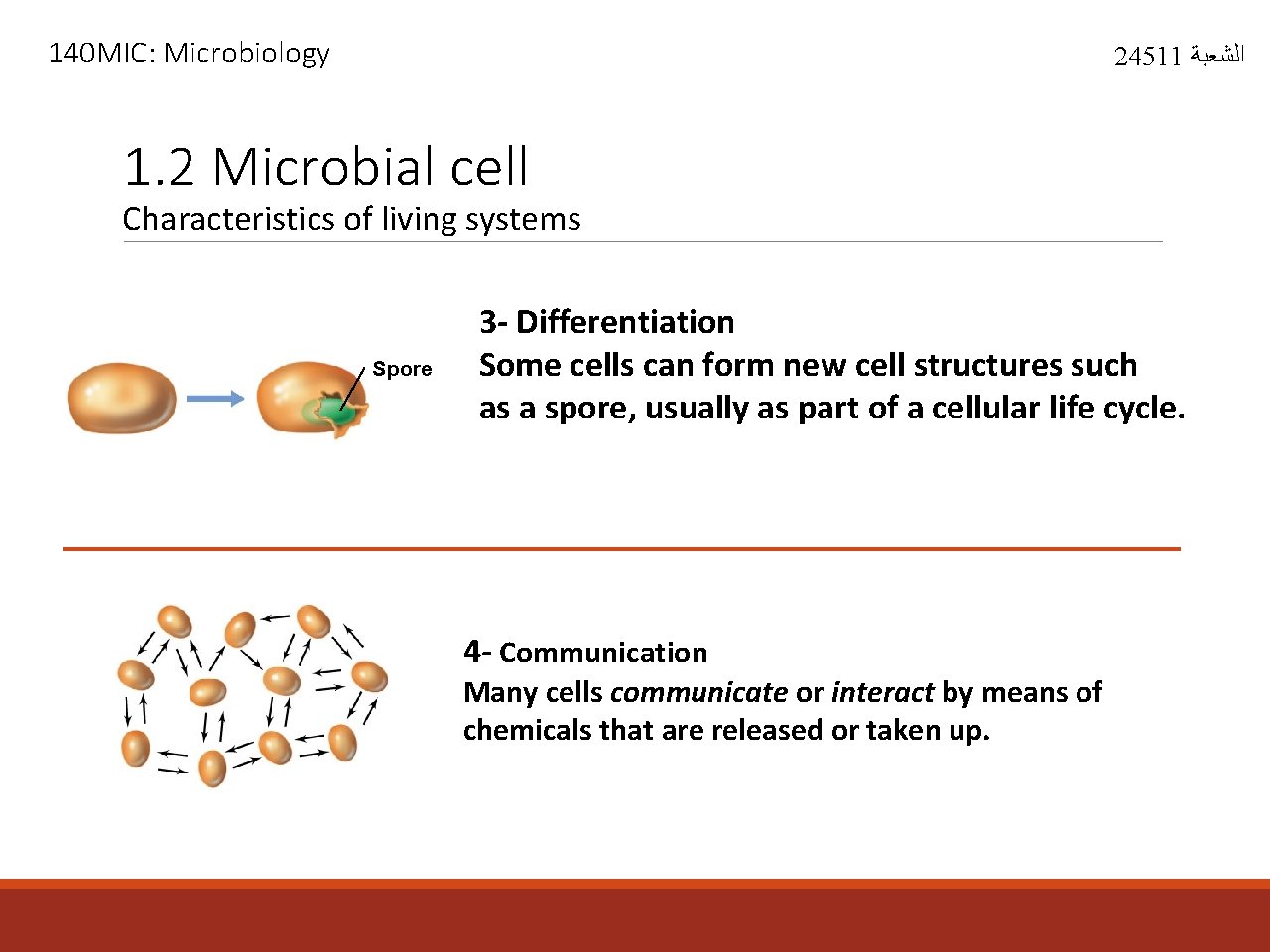 140 MIC: Microbiology 24511 ﺍﻟﺸﻌﺒﺔ 1. 2 Microbial cell Characteristics of living systems Spore
