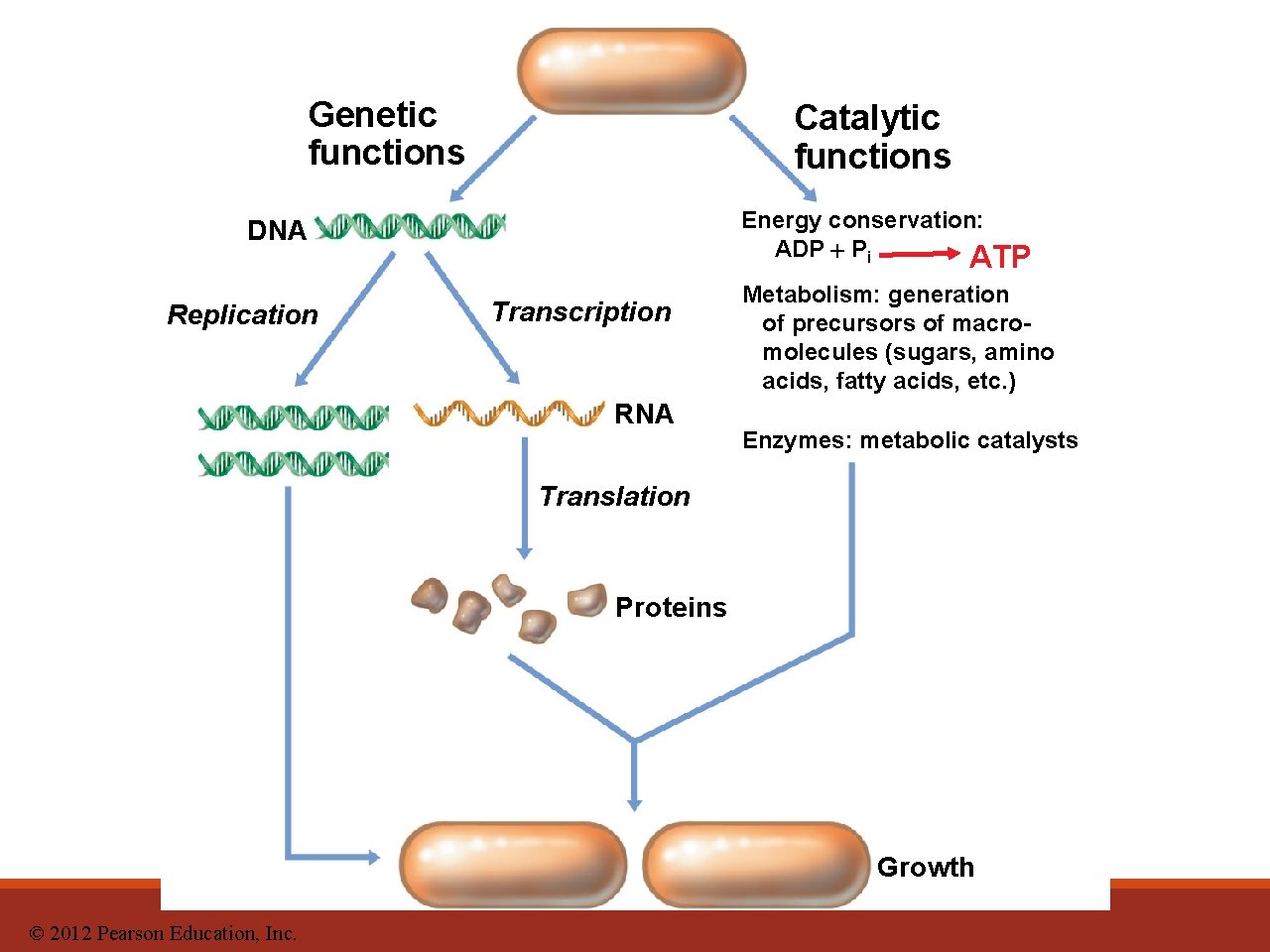 Genetic functions Catalytic functions Energy conservation: ADP Pi ATP DNA Replication Transcription RNA Metabolism: