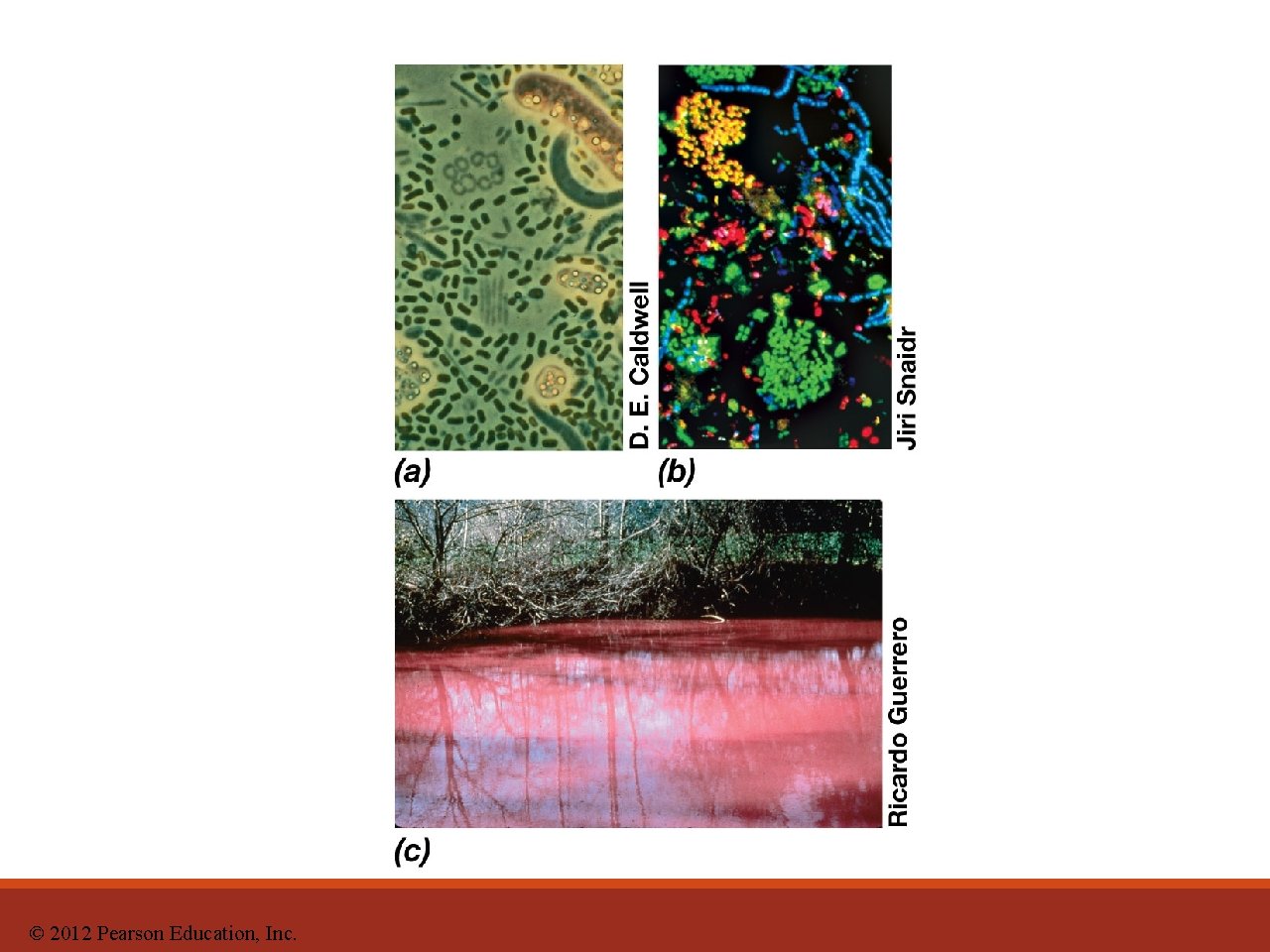 © 2012 Pearson Education, Inc. 