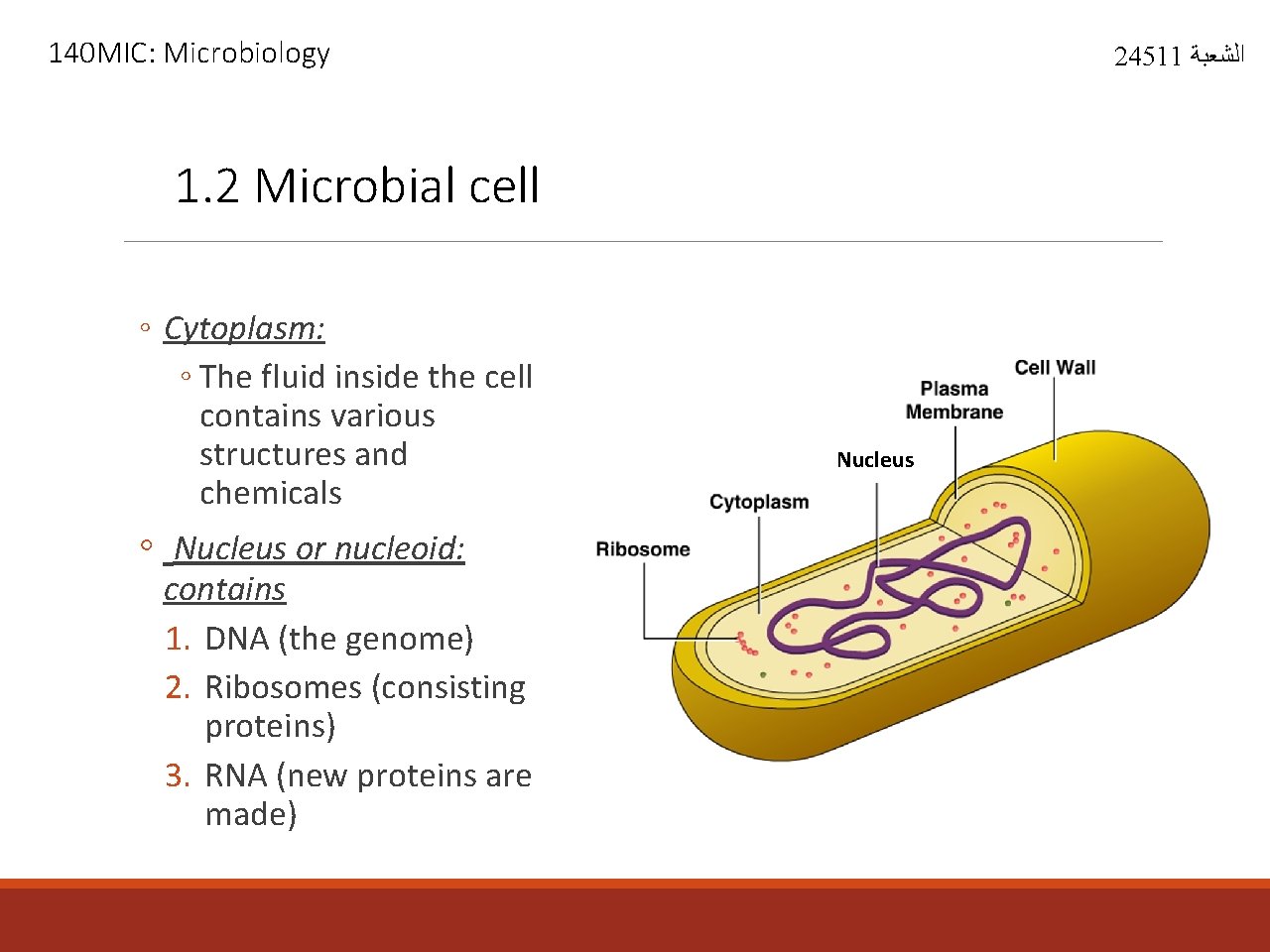 140 MIC: Microbiology 24511 ﺍﻟﺸﻌﺒﺔ 1. 2 Microbial cell ◦ Cytoplasm: ◦ The fluid