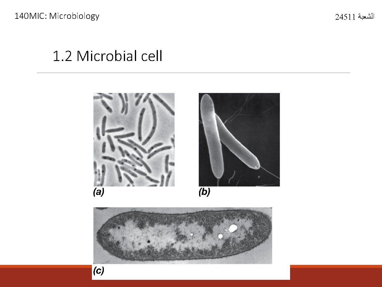 140 MIC: Microbiology 1. 2 Microbial cell 24511 ﺍﻟﺸﻌﺒﺔ 