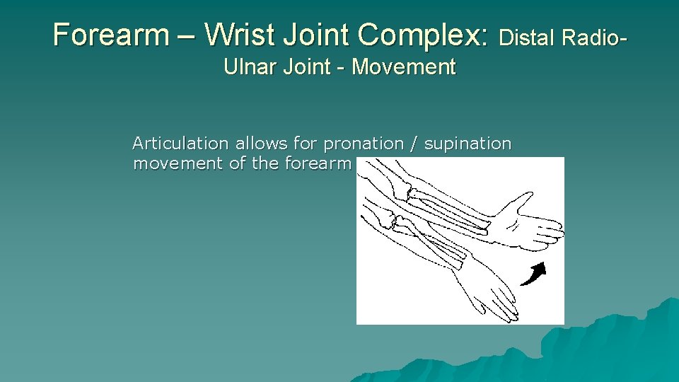 Forearm – Wrist Joint Complex: Distal Radio. Ulnar Joint - Movement Articulation allows for Forearm – Wrist Joint Complex: Distal Radio. Ulnar Joint - Movement Articulation allows for