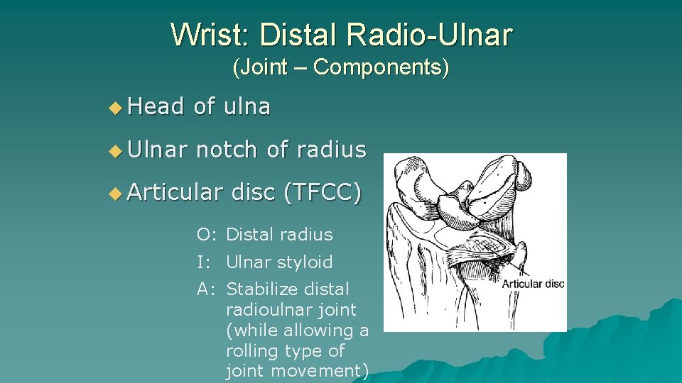 Wrist: Distal Radio-Ulnar (Joint – Components) u Head of ulna u Ulnar notch of Wrist: Distal Radio-Ulnar (Joint – Components) u Head of ulna u Ulnar notch of