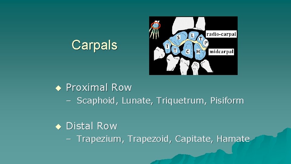 Carpals u Proximal Row – Scaphoid, Lunate, Triquetrum, Pisiform u Distal Row – Trapezium, Carpals u Proximal Row – Scaphoid, Lunate, Triquetrum, Pisiform u Distal Row – Trapezium,