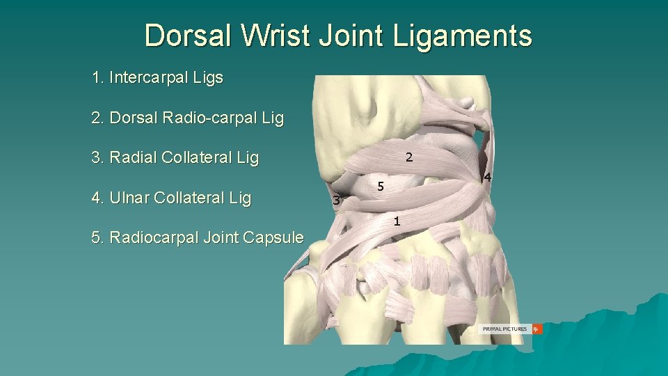 Dorsal Wrist Joint Ligaments 1. Intercarpal Ligs 2. Dorsal Radio-carpal Lig 3. Radial Collateral Dorsal Wrist Joint Ligaments 1. Intercarpal Ligs 2. Dorsal Radio-carpal Lig 3. Radial Collateral