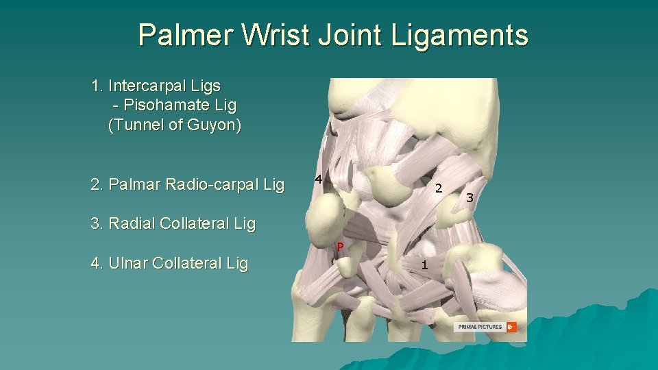 Palmer Wrist Joint Ligaments 1. Intercarpal Ligs - Pisohamate Lig (Tunnel of Guyon) 2. Palmer Wrist Joint Ligaments 1. Intercarpal Ligs - Pisohamate Lig (Tunnel of Guyon) 2.