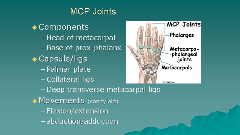 MCP Joints u Components – Head of metacarpal – Base of prox-phalanx u Capsule/ligs MCP Joints u Components – Head of metacarpal – Base of prox-phalanx u Capsule/ligs
