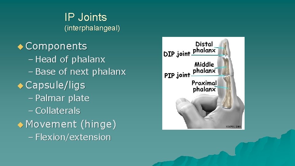 IP Joints (interphalangeal) u Components – Head of phalanx – Base of next phalanx IP Joints (interphalangeal) u Components – Head of phalanx – Base of next phalanx