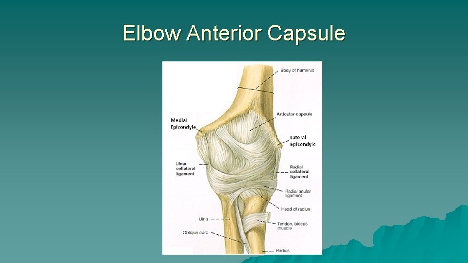 Elbow Anterior Capsule Elbow Anterior Capsule