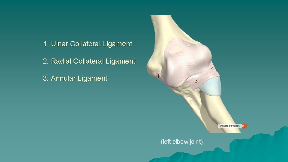 1. Ulnar Collateral Ligament 2. Radial Collateral Ligament 3. Annular Ligament 2 1 3 1. Ulnar Collateral Ligament 2. Radial Collateral Ligament 3. Annular Ligament 2 1 3