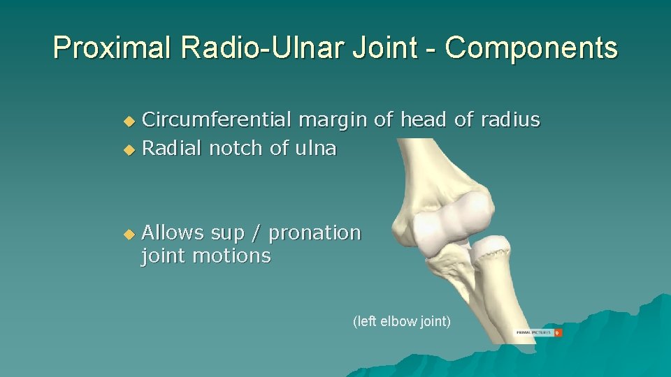 Proximal Radio-Ulnar Joint - Components Circumferential margin of head of radius u Radial notch Proximal Radio-Ulnar Joint - Components Circumferential margin of head of radius u Radial notch