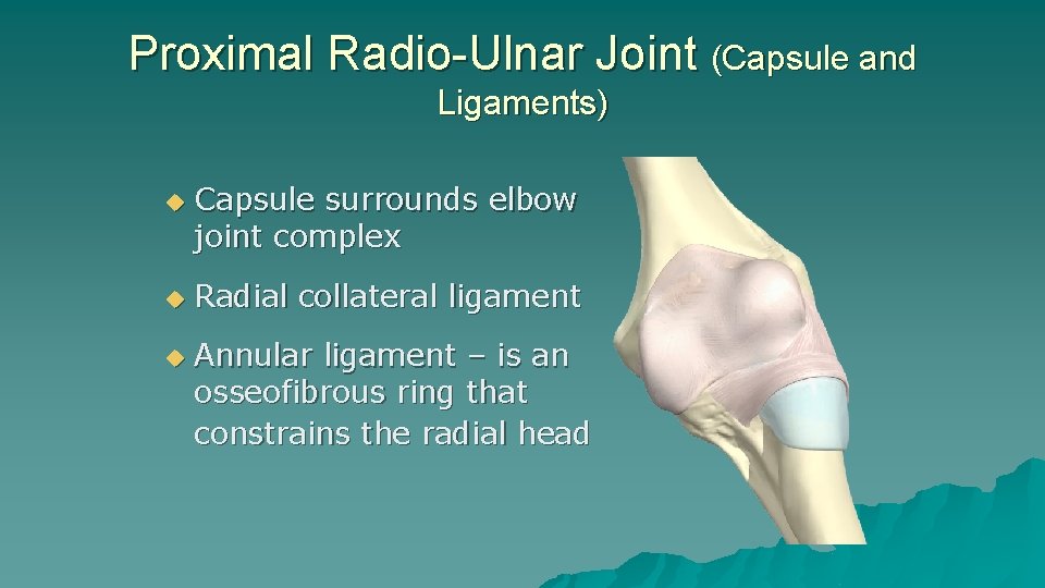 Proximal Radio-Ulnar Joint (Capsule and Ligaments) u u u Capsule surrounds elbow joint complex Proximal Radio-Ulnar Joint (Capsule and Ligaments) u u u Capsule surrounds elbow joint complex