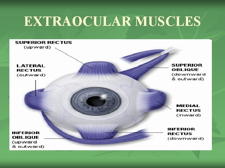 EXTRAOCULAR MUSCLES 