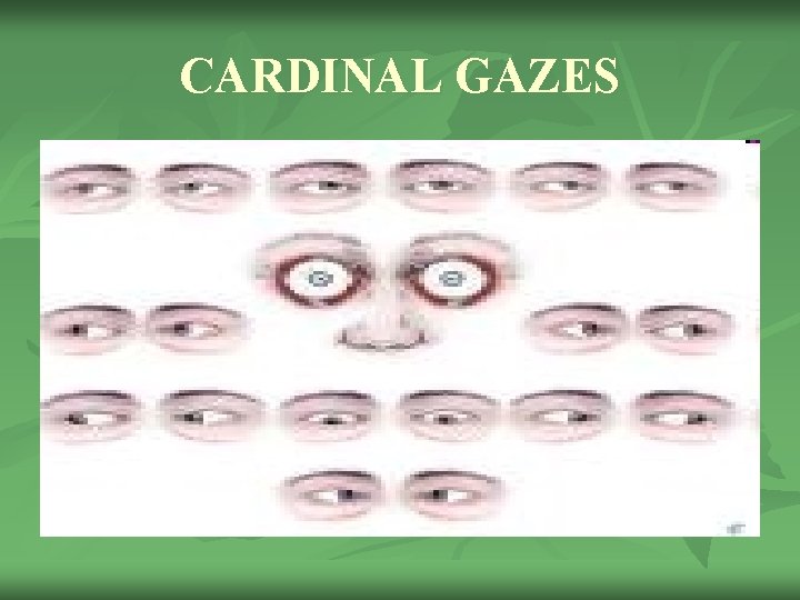 CARDINAL GAZES 