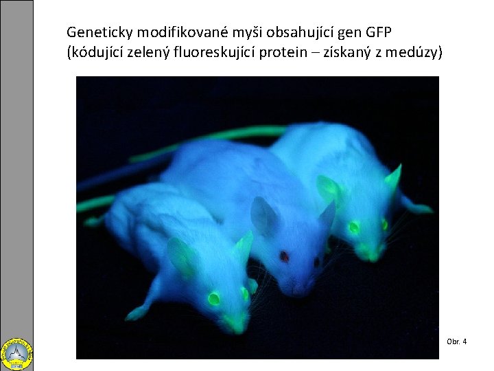 Geneticky modifikované myši obsahující gen GFP (kódující zelený fluoreskující protein – získaný z medúzy)